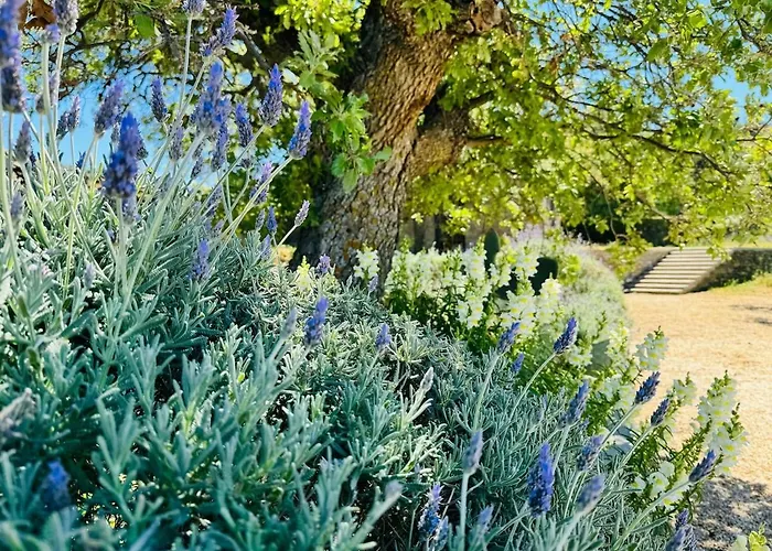 فيلة Calliste's House *