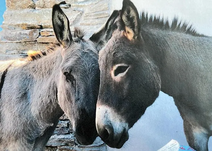 فيلة Calliste's House *